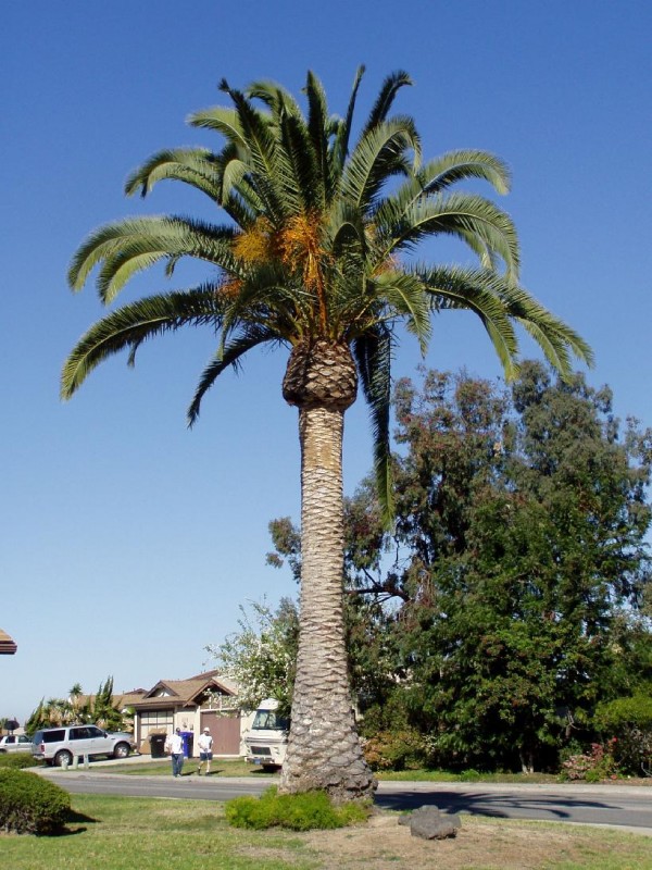 Palm Tree