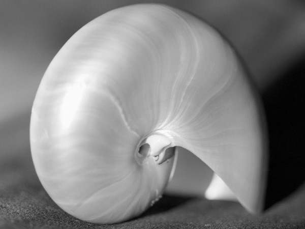 Nautilus shell