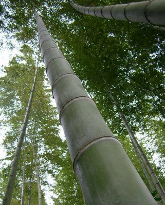 Bamboo Plant