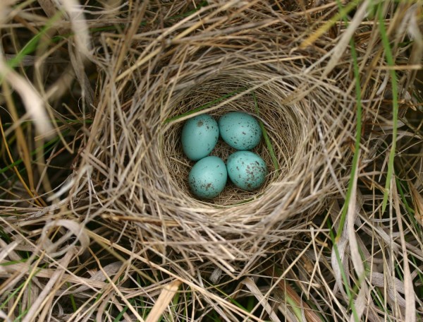 Bird's Nest