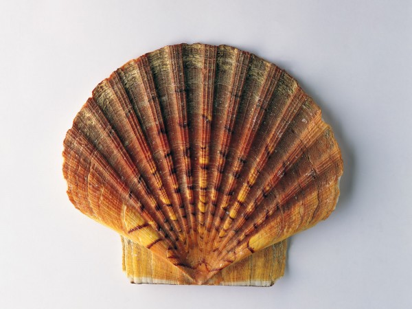Sea shell