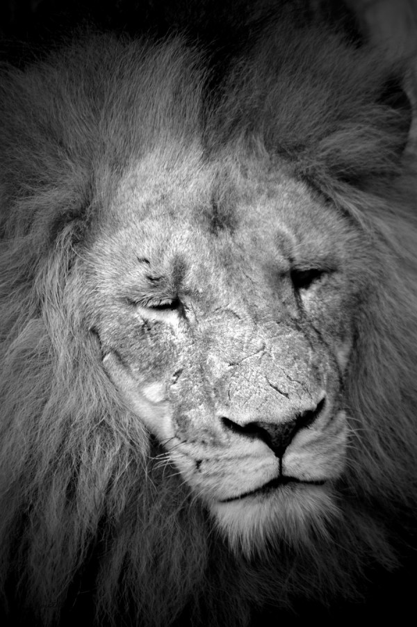 "Black and White Lion" | Photography by DanielleMiner "Black and White Lion" | Photography by DanielleMiner via YouTheDesigner