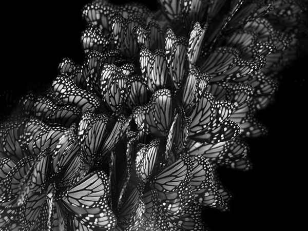 "Untitled" | Photography by Nydia Lilian "Untitled" | Photography by Nydia Lilian via YouTheDesigner