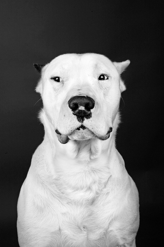 "Dog Portrait" | Photography by Marko Savic "Dog Portrait" | Photography by Marko Savic via YouTheDesigner
