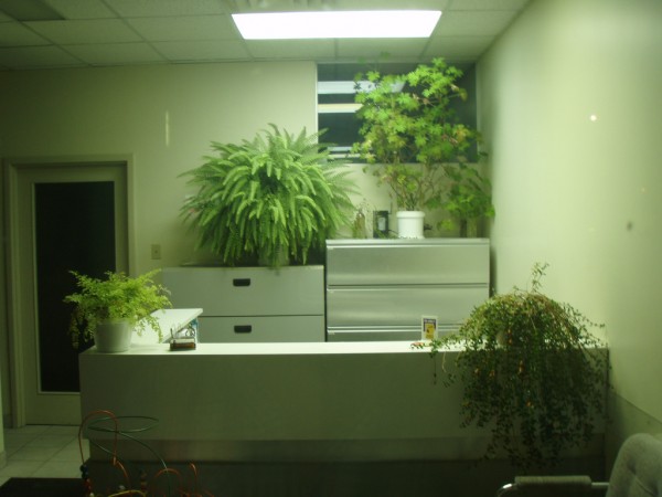 indoor plants
