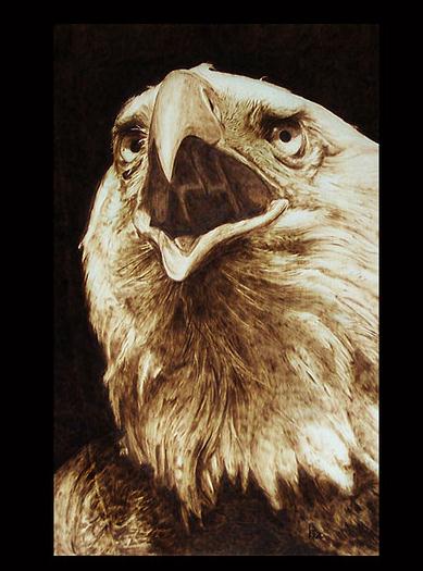 "Falconiformes" - pyrography by Davide Della Noce "Falconiformes" - pyrography by Davide Della Noce