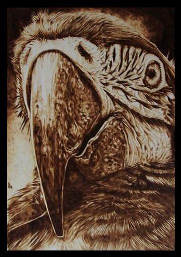 "Parrot" - pyrography by Davide Della Noce "Parrot" - pyrography by Davide Della Noce