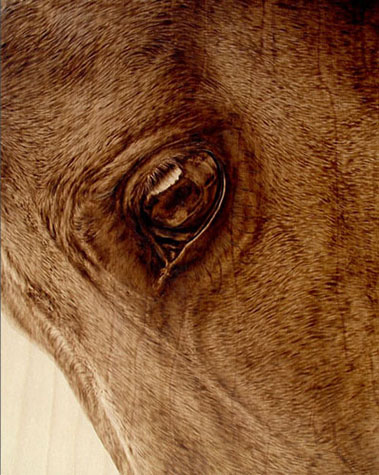 "Focused" - pyrography by Julie Bender "Focused" - pyrography by Julie Bender