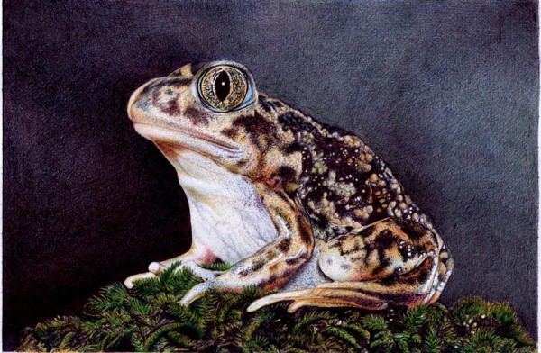 "Sitting Toad" - Ballpoint Pen Artwork by Samuel Silva "Sitting Toad" - Ballpoint Pen Artwork by Samuel Silva