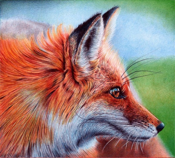 "Vixen" - Ballpoint Pen Artwork by Samuel Silva "Vixen" - Ballpoint Pen Artwork by Samuel Silva