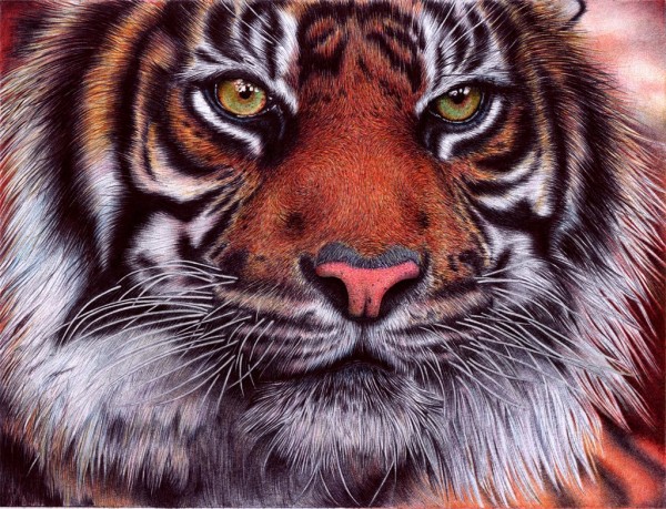 "Tiger" - Ballpoint Pen Artwork by Samuel Silva "Tiger" - Ballpoint Pen Artwork by Samuel Silva
