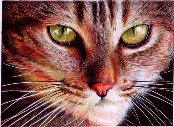 "Cat face" - Ballpoint Pen Artwork by Samuel Silva "Cat face" - Ballpoint Pen Artwork by Samuel Silva