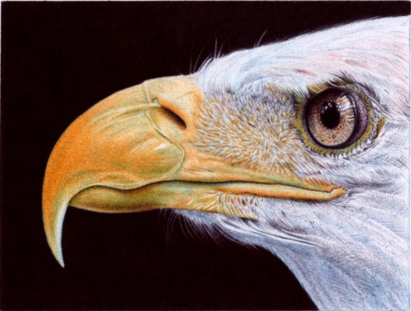 "Bald Eagle" - Ballpoint Pen Artwork by Samuel Silva "Bald Eagle" - Ballpoint Pen Artwork by Samuel Silva