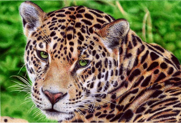 "Jaguar" - Ballpoint Pen Artwork by Samuel Silva "Jaguar" - Ballpoint Pen Artwork by Samuel Silva
