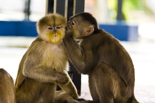 monkey-whisper