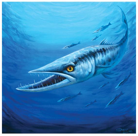 "Barracuda" | (c) Drew Brophy "Barracuda" | (c) Drew Brophy