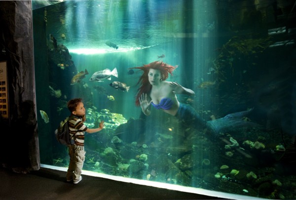 the little mermaid