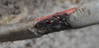 Rat wire
