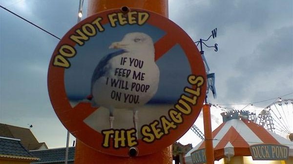 Do Not Feed The Seagulls