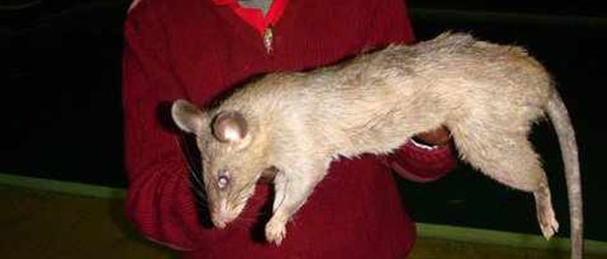 South African Rat