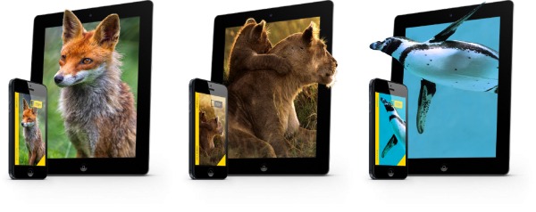 NatGeo Rebranding Project | Ads NatGeo Rebranding Project | Ads