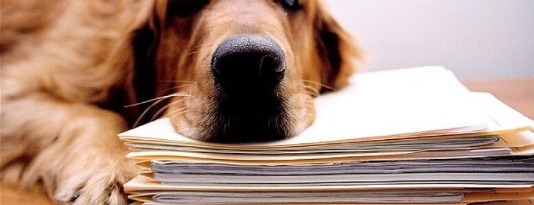 Corporate Animals - The Pros and Cons of Workplace Pets - Dog