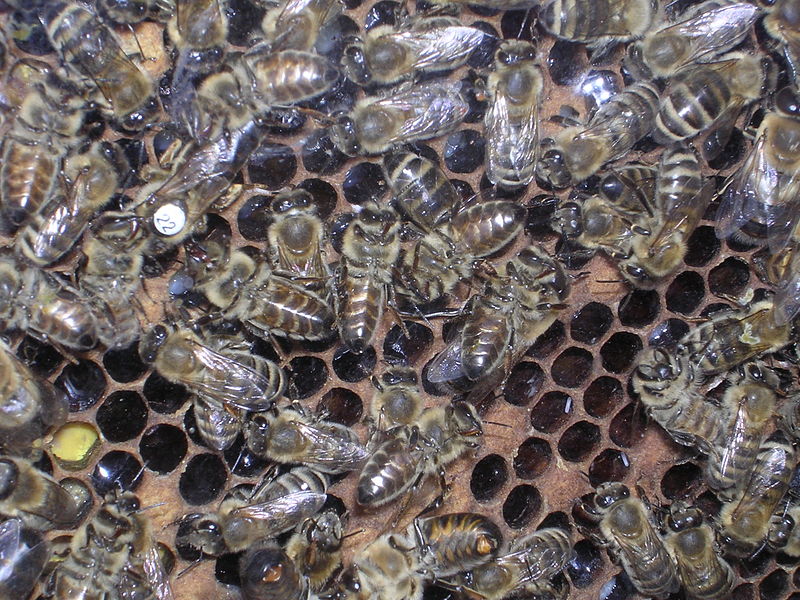 Hive by Chiswick Chap via commons.wikimedia.org Hive by Chiswick Chap via commons.wikimedia.org