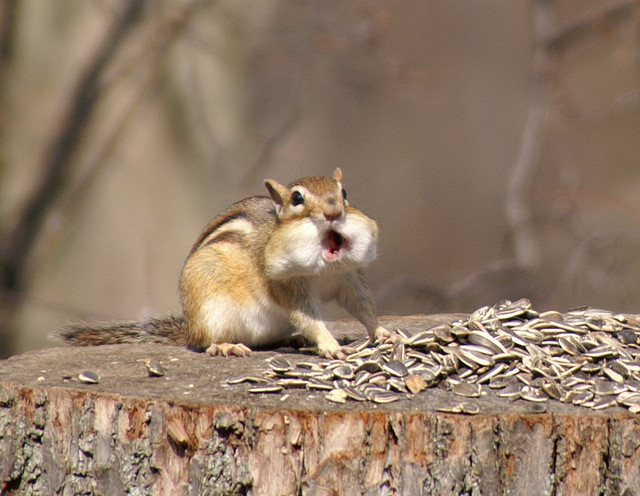 Greedy Squirrel by CaptPiper via photopin cc Greedy Squirrel by CaptPiper via photopin cc