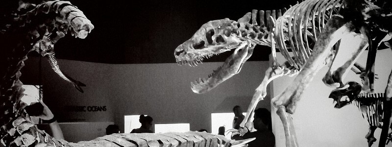 Dinosaur Bones by e_walk via photopin cc Dinosaur Bones by e_walk via photopin cc
