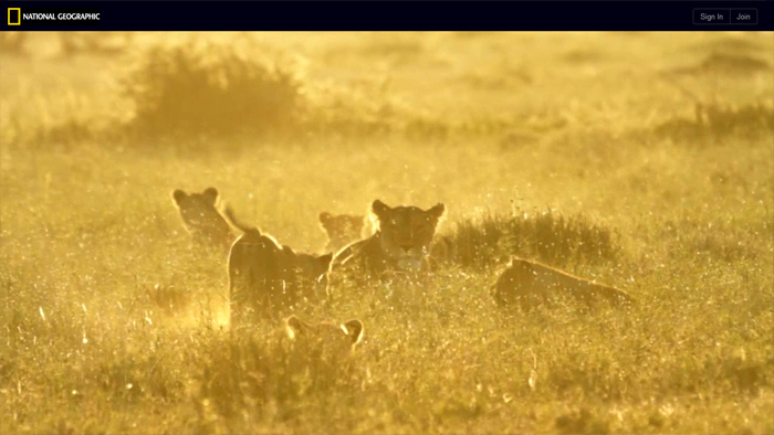 The Serengeti Lion | National Geographic The Serengeti Lion | National Geographic