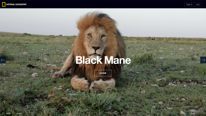 The Serengeti Lion | National Geographic The Serengeti Lion | National Geographic