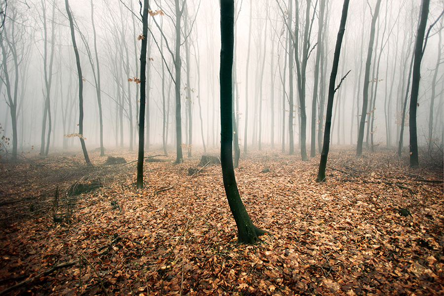 Woods | Akos Major Photography Woods | Akos Major Photography