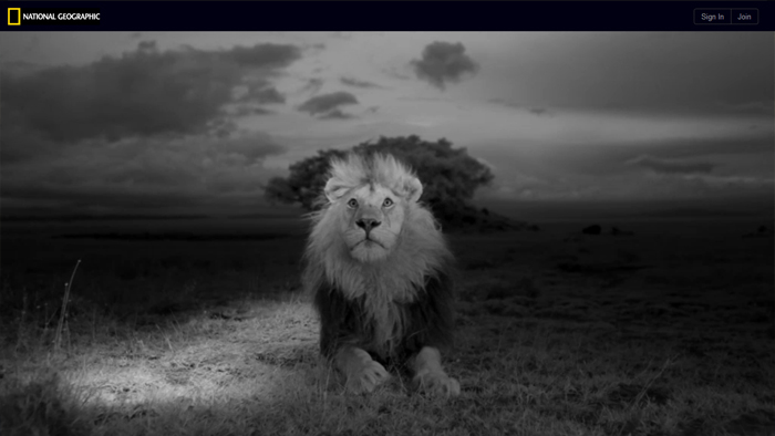 The Serengeti Lion | National Geographic The Serengeti Lion | National Geographic