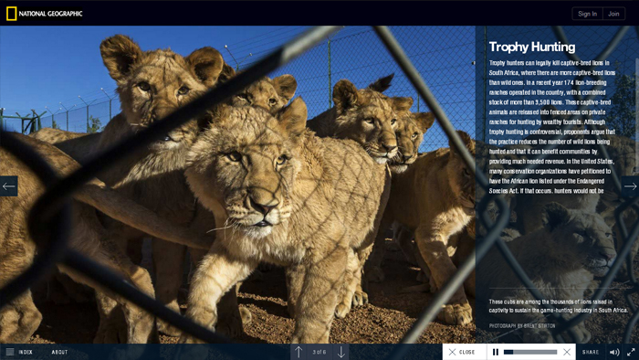 The Serengeti Lion | National Geographic The Serengeti Lion | National Geographic