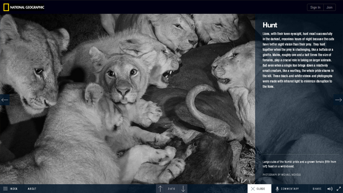The Serengeti Lion | National Geographic The Serengeti Lion | National Geographic