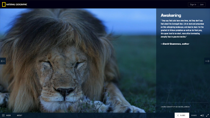 The Serengeti Lion | National Geographic The Serengeti Lion | National Geographic