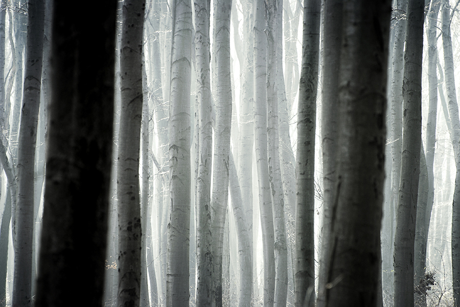 Woods | Akos Major Photography Woods | Akos Major Photography