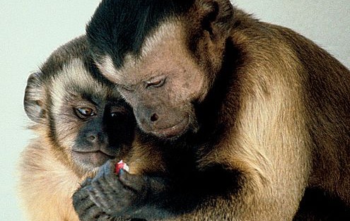 Capuchin Monkeys Sharing by Frans de Waal Capuchin Monkeys Sharing by Frans de Waal