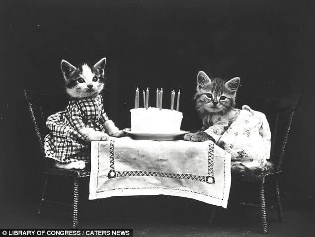 cat pic