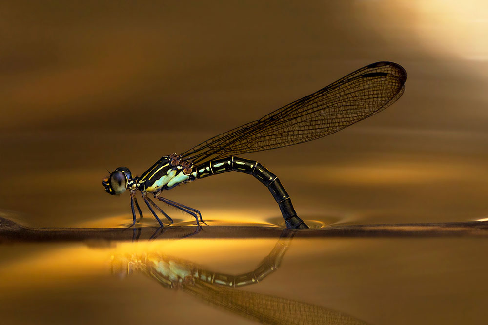 A-female-lays-egg-in-the-golden-lake-by-Theofilus-Irwan