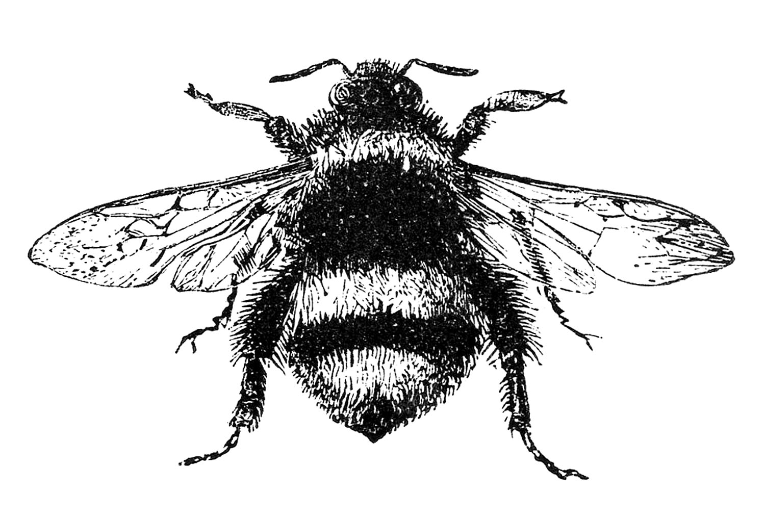 Free-Stock-Image-Bumblebee-GraphicsFairy
