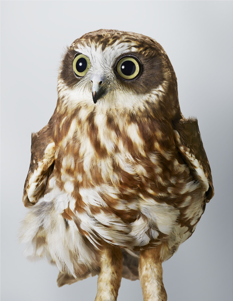 Portraits-Animals-Birds-Leila-Jeffreys-Pepper