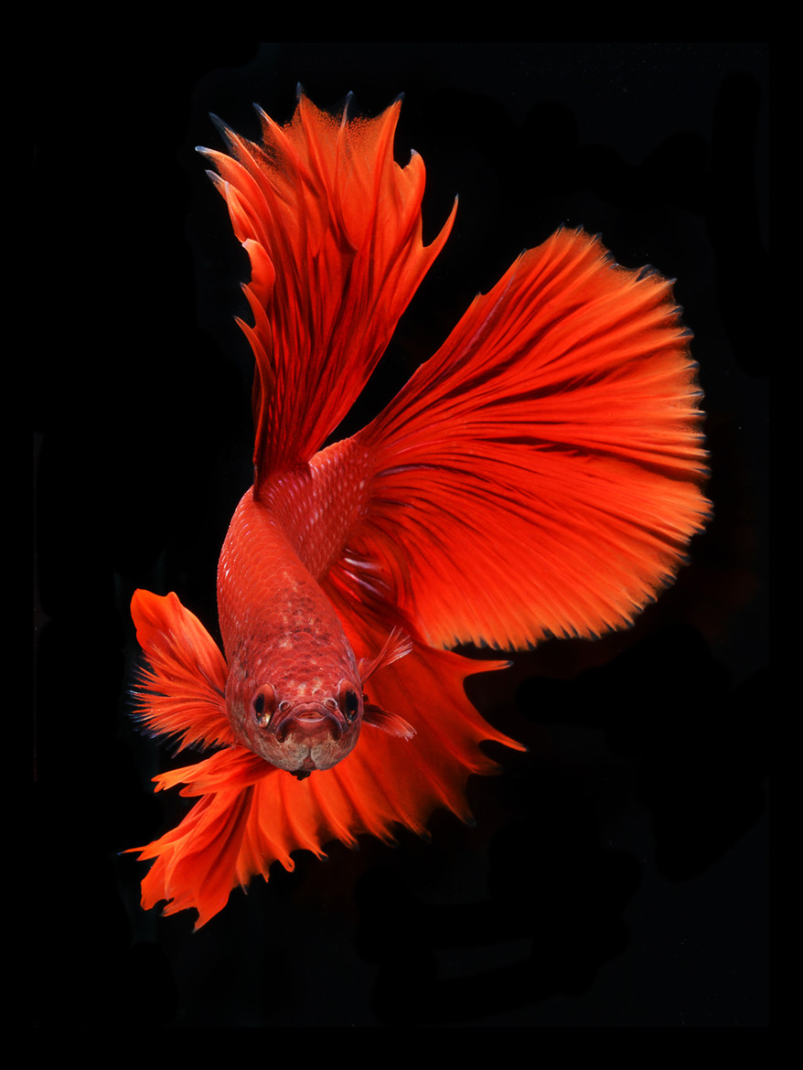 Portraits-Animals-Siamese-Fighting-Fish-Visarute-Angkatavanich-D