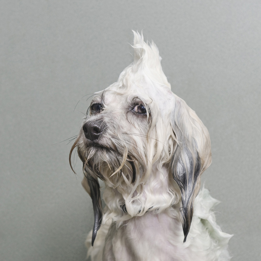 Portraits-Animals-Wet-Dogs-Sophie-Gamand-Oscar