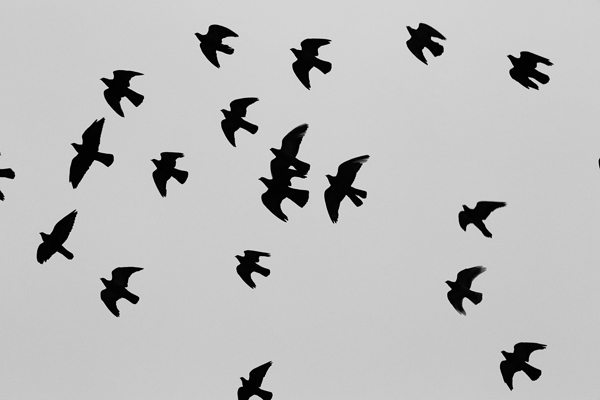 2014-11-Life-of-Pix-free-stock-photos-birds-pattern-flight-Leeroy