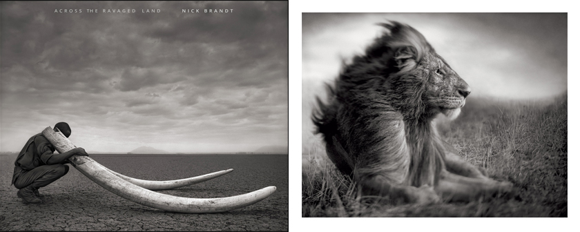 Photography-Books-Nick-Brandt-001