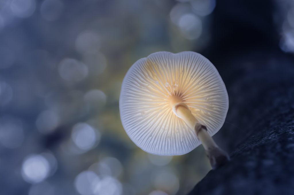 Anke Kneifel-mushroom-1