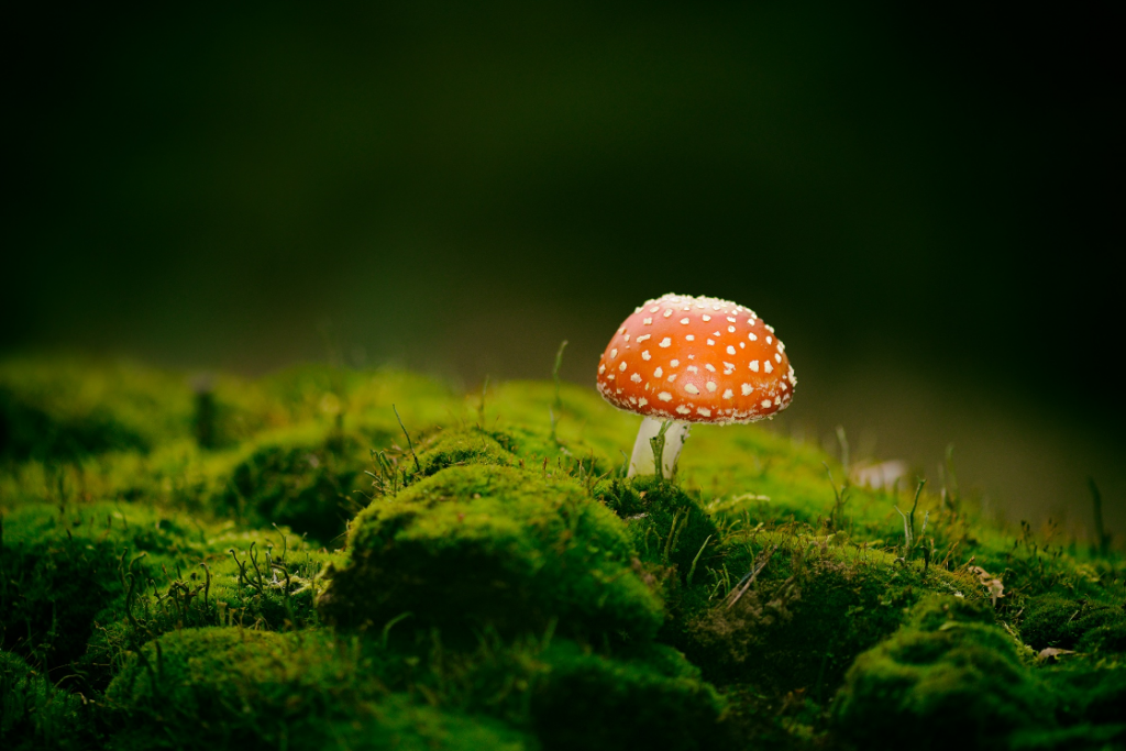 Anke Kneifel-mushroom-10
