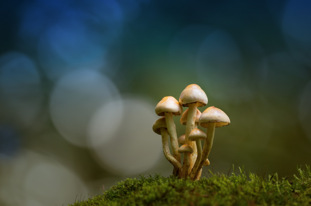 Anke Kneifel-mushroom-11