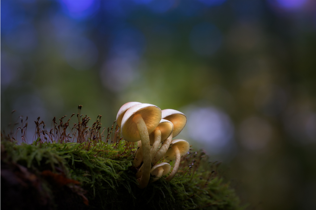 Anke Kneifel-mushroom-12